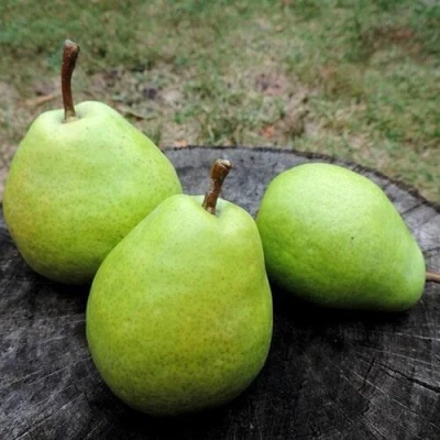 Груша БЕРЕ ЛЮКА в Великом Новгороде