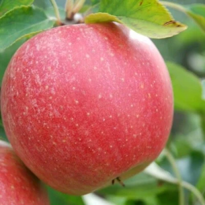 Яблоня ЧЕМПИОН в Великом Новгороде