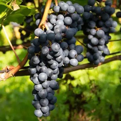 виноград Амурский Потапенко