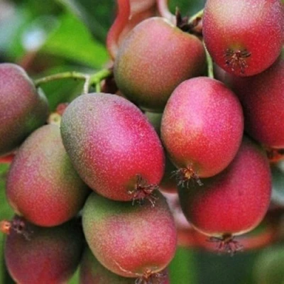 Актинидия ВЕЙКИ аргута в Великом Новгороде