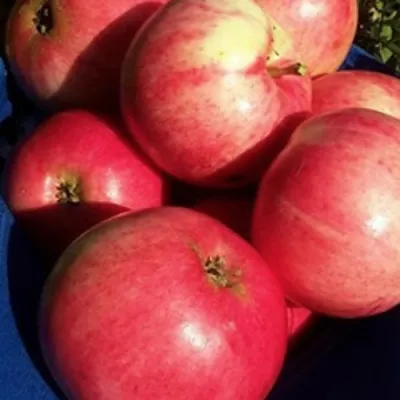 Яблоня СУЙСЛЕПСКОЕ (МАЛИНОВКА) в Великом Новгороде