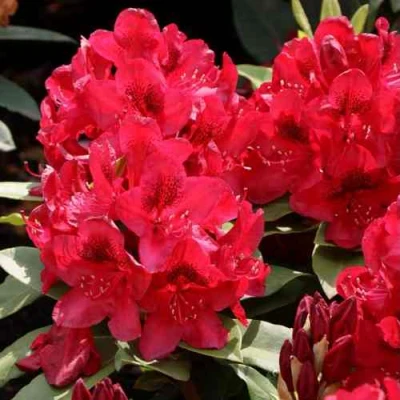 Рододендрон МАТАДОР в Великом Новгороде