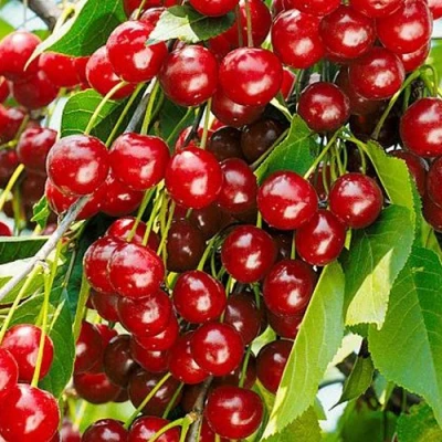 Вишня БРУСНИЦЫНА степная в Великом Новгороде