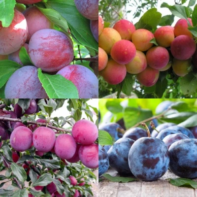 Комплект СЛИВОВЫЙ САД в Великом Новгороде