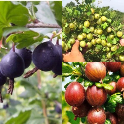 Комплект КРЫЖОВНИК MIX в Великом Новгороде