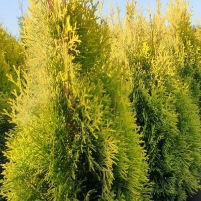 Туя ГОЛДЕН СМАРАГД западная в Великом Новгороде