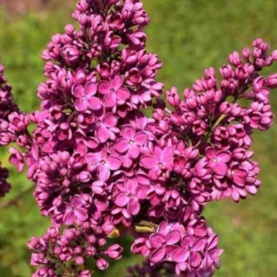 Сирень ЗНАМЯ ЛЕНИНА в Великом Новгороде