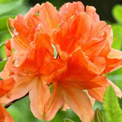 Азалия ГЕЙША ОРАНЖ японская в Великом Новгороде