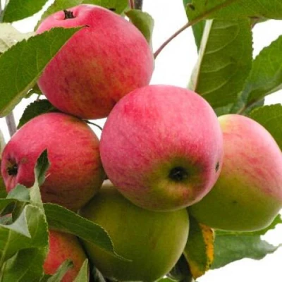 Яблоня МЕЧТА в Великом Новгороде