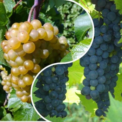 Комплект ИНЬ-ЯНЬ в Великом Новгороде