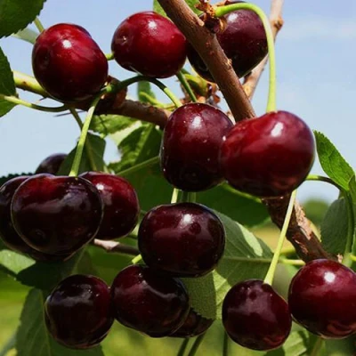 Вишня РОВЕСНИЦА в Великом Новгороде