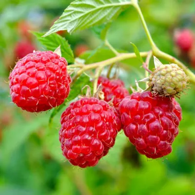 Малина РУБИФОЛ в Великом Новгороде