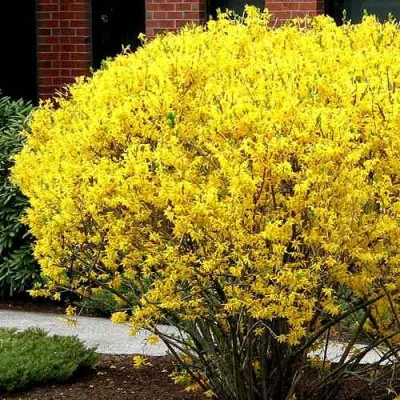 Форзиция ЛИНВУД в Великом Новгороде