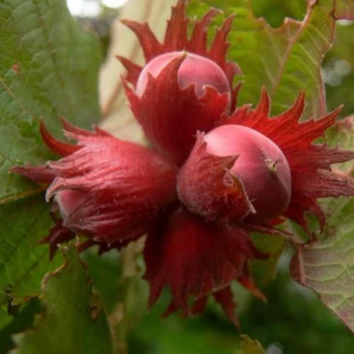 Фундук МОСКОВСКИЙ РУБИН в Великом Новгороде