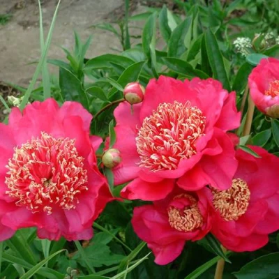 Пион БАРРИНГТОН БЕЛЬ травянистый в Великом Новгороде