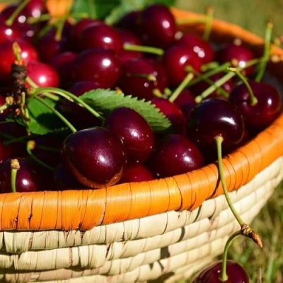 Вишня НЕСВИЖСКАЯ в Великом Новгороде