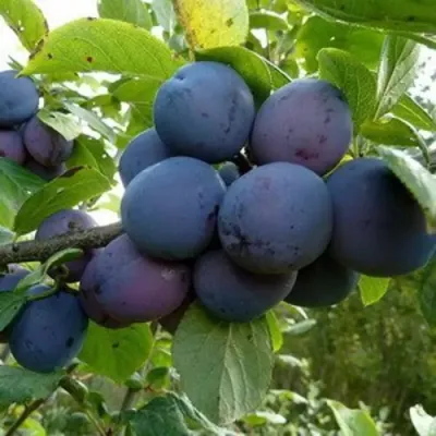 Слива КРОМАНЬ в Великом Новгороде