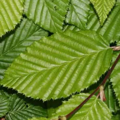 Граб японский в Великом Новгороде