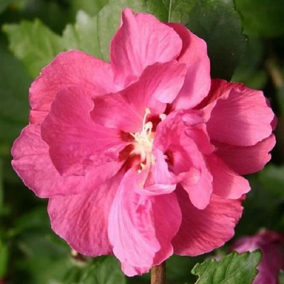 Гибискус ДЮК ДЕ БРАБАНТ сирийский  в Великом Новгороде