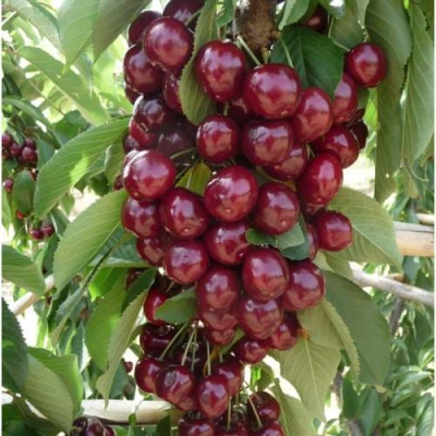 Вишня КОРОЛЕВА колонновидная в Великом Новгороде