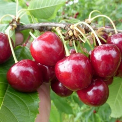 Вишня КОЛОННОВИДНАЯ в Великом Новгороде