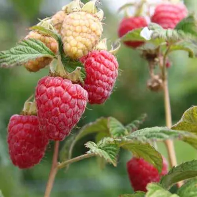 Малина МОЛЛИНГ ДЖУНО в Великом Новгороде