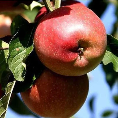 Яблоня АНТЕЙ КИЕВСКИЙ колонновидная в Великом Новгороде