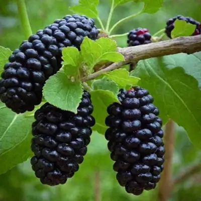 Шелковица плакучая в Великом Новгороде