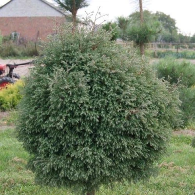Туя вересковидная в Великом Новгороде