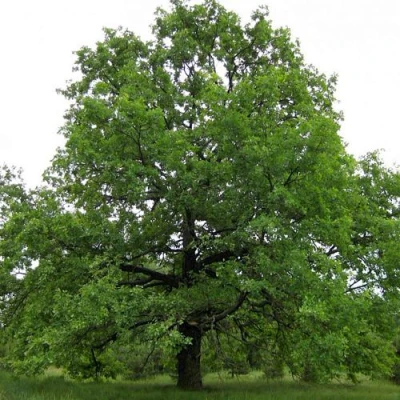Дуб черешчатый  в Великом Новгороде