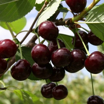 Вишня СВЕРДЛОВЧАНКА степная в Великом Новгороде