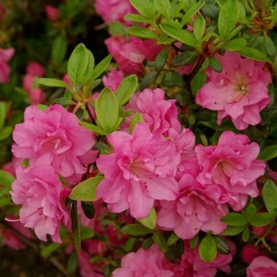 Азалия РОЗИНЕТТА японская в Великом Новгороде