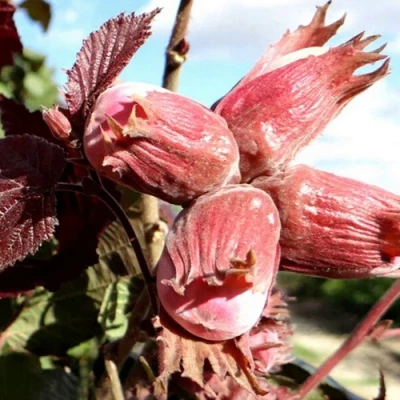 Фундук АЛЫЙ ПАРУС в Великом Новгороде