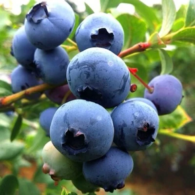 Голубика ДЮК в Великом Новгороде