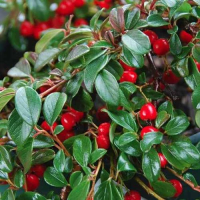 Кизильник Даммера в Великом Новгороде