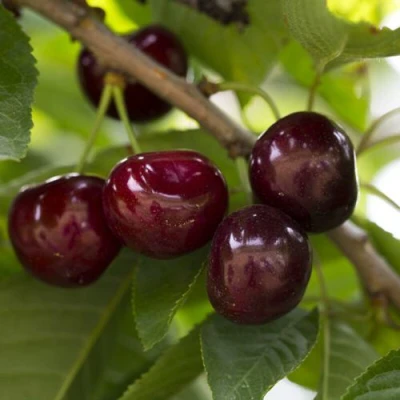 Вишня ЛАСУХА в Великом Новгороде