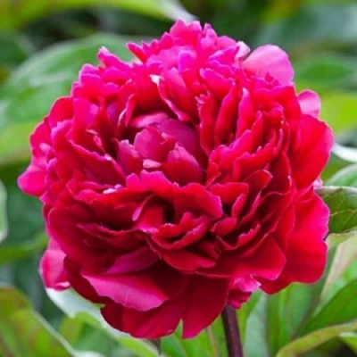 Пион МАДАМ ГОДИШО травянистый в Великом Новгороде