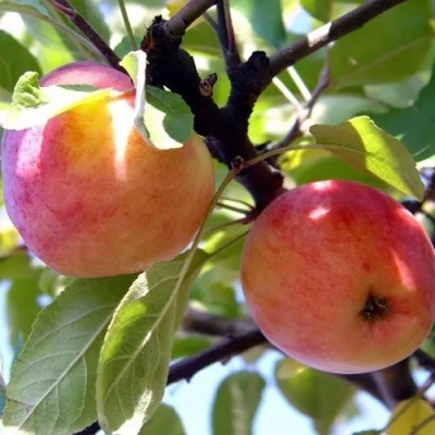 Яблоня АБРИКОСОВАЯ в Великом Новгороде