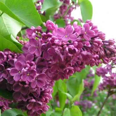 Сирень ДЕНЬ ПОБЕДЫ в Великом Новгороде