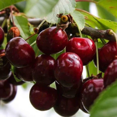 Вишня НОВОДВОРСКАЯ в Великом Новгороде