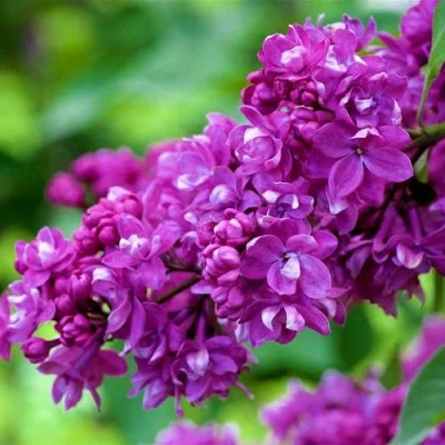 Сирень ОГНИ ДОНБАССА в Великом Новгороде