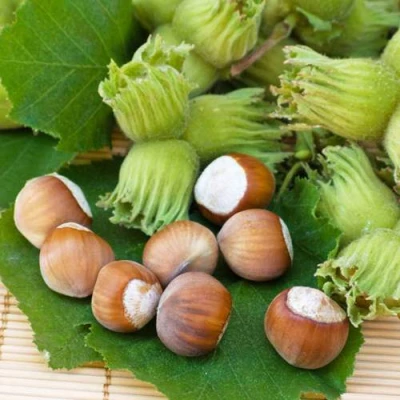 Фундук КРЕПКИЙ ОРЕШЕК в Великом Новгороде