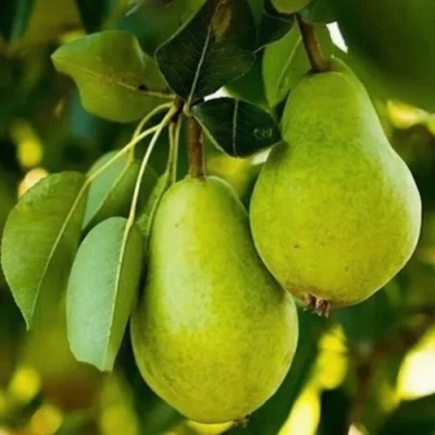 Груша СЕВЕРЯНКА колонновидная в Великом Новгороде