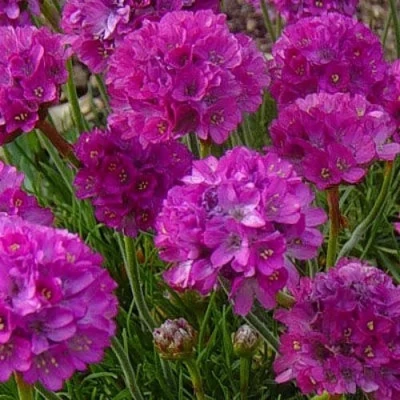 Армерия МОНИНГ СТАР ДИП РОУЗ в Великом Новгороде