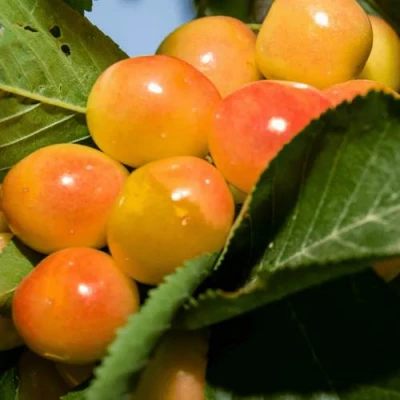 Дюк (черевишня) БЕЛОЧКА в Великом Новгороде