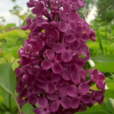 Сирень ИНДИЯ в Великом Новгороде