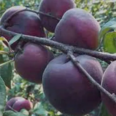 Абрикос ЧЕРНЫЙ БАРХАТ в Великом Новгороде