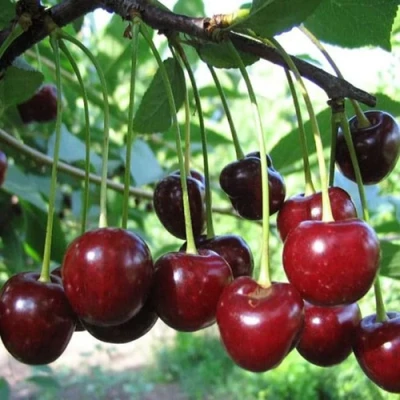 Вишня БЫСТРИНКА в Великом Новгороде