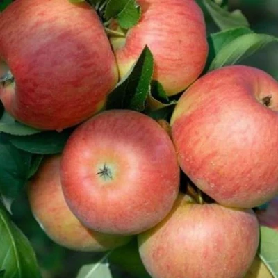 Яблоня ТОПАЗ в Великом Новгороде