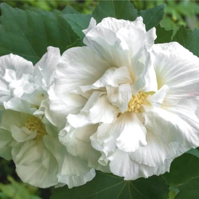 Гибискус АДМИРАЛ ДЕВЕЙ сирийский в Великом Новгороде